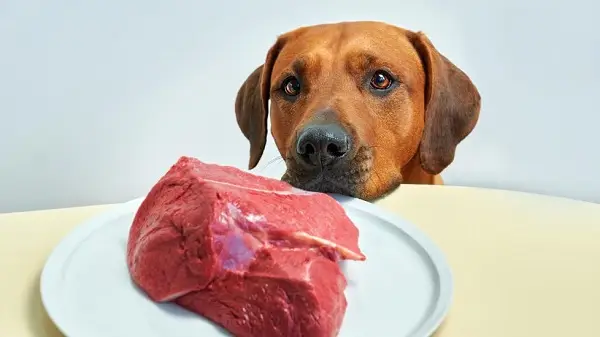 Getting Started with Raw Feeding for Dogs: Return to Nature, Raise a Healthy Pup